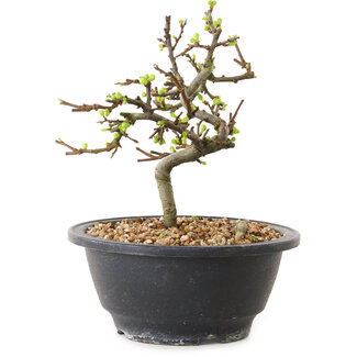 Chaenomeles speciosa met witte bloemen, 16 cm, ± 12 jaar oud