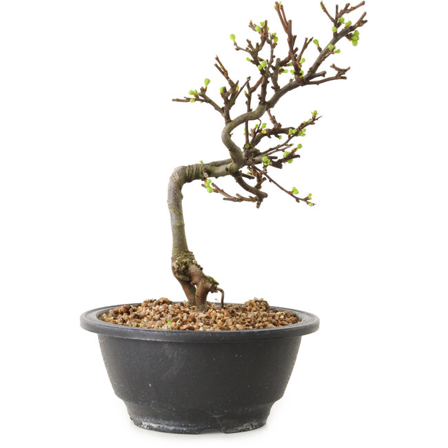 Chaenomeles speciosa con flores blancas, 16 cm, ± 12 años de edad.