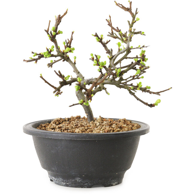 Chaenomeles speciosa mit weißen Blüten, 16 cm, ± 12 Jahre alt