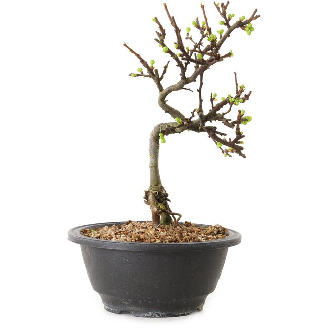 Chaenomeles speciosa con fiori bianchi, 16 cm, ± 12 anni di età