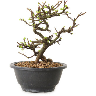 Chaenomeles speciosa à fleurs blanches, 16 cm, ± 12 ans