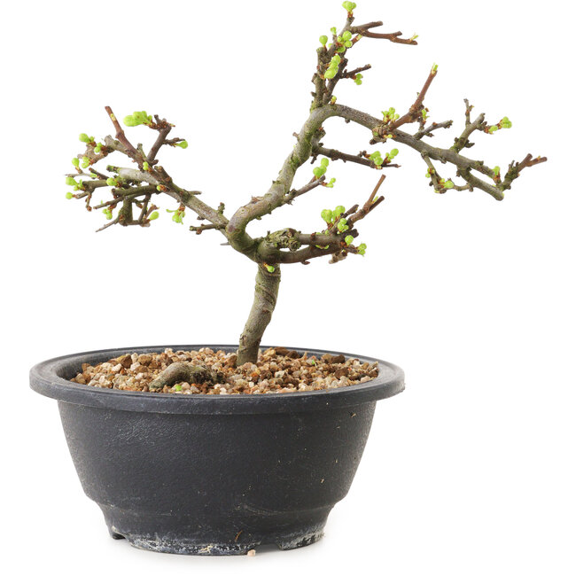 Chaenomeles speciosa met witte bloemen, 16 cm, ± 12 jaar oud