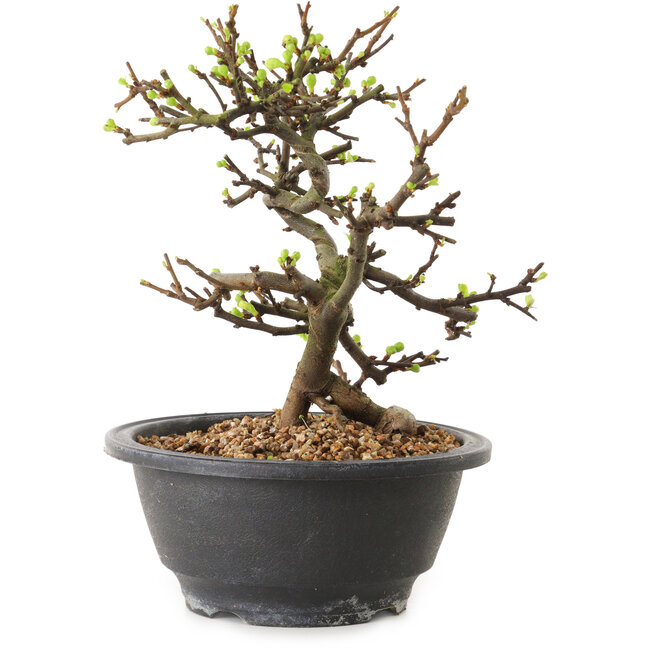 Chaenomeles speciosa con flores blancas, 16 cm, ± 12 años de edad.