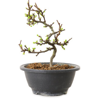 Chaenomeles speciosa with white flowers, 16 cm, ± 12 years old