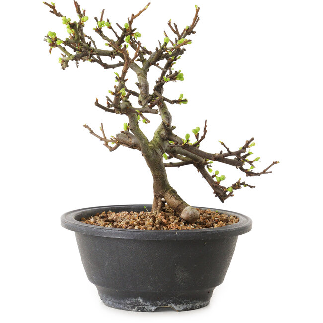 Chaenomeles speciosa con flores blancas, 16 cm, ± 12 años de edad.