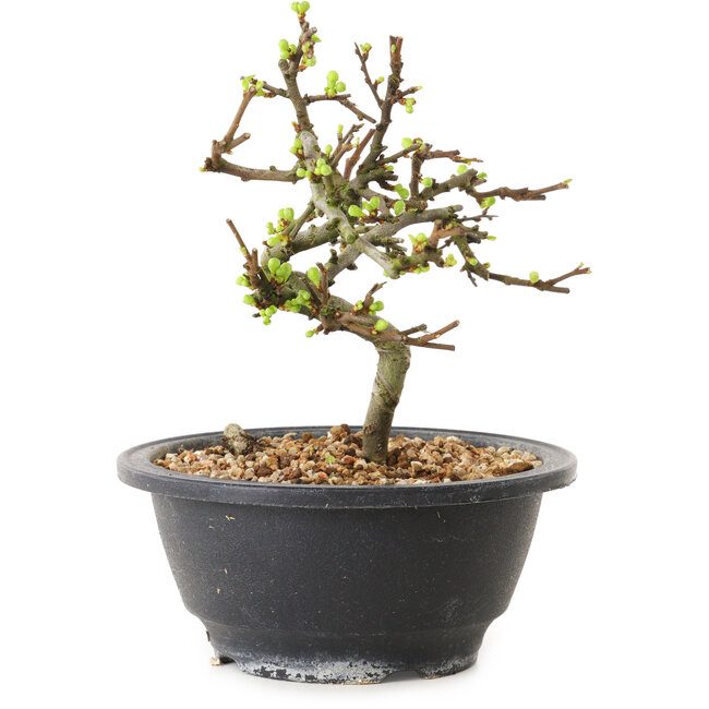 Chaenomeles speciosa à fleurs blanches, 16 cm, ± 12 ans