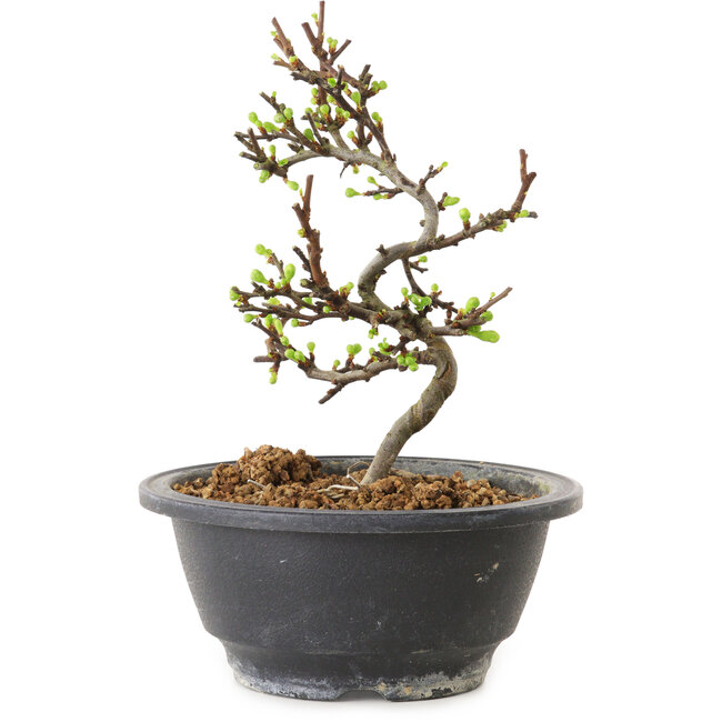 Chaenomeles speciosa con flores blancas, 16 cm, ± 12 años de edad.
