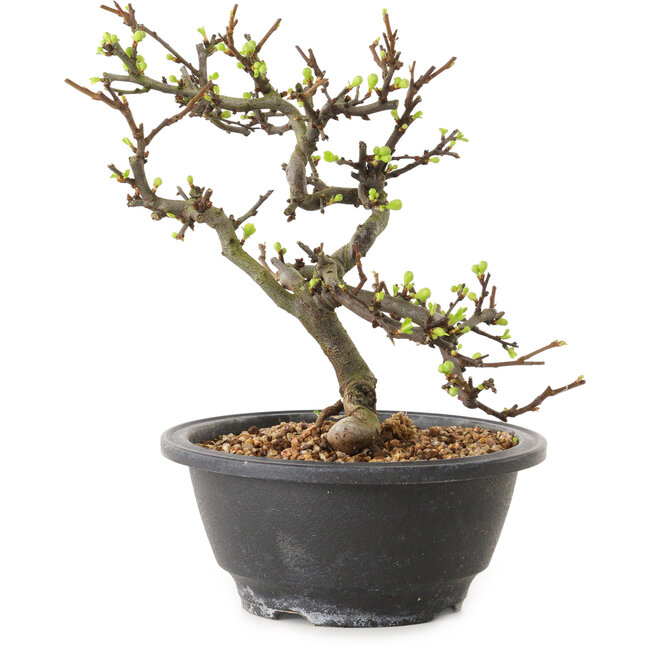 Chaenomeles speciosa con fiori bianchi, 16 cm, ± 12 anni di età