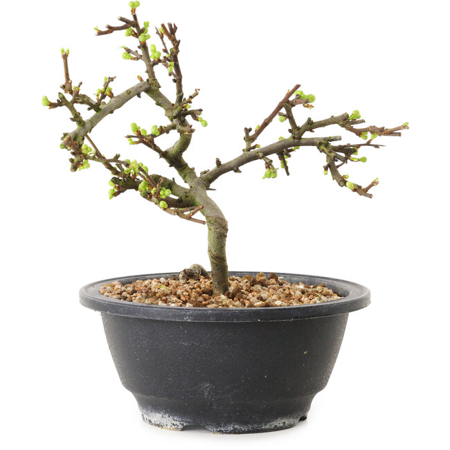 Chaenomeles speciosa à fleurs blanches, 16 cm, ± 12 ans