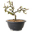 Chaenomeles speciosa with white flowers, 16 cm, ± 12 years old