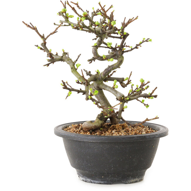 Chaenomeles speciosa con fiori bianchi, 16 cm, ± 12 anni di età