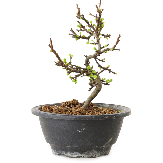 Chaenomeles speciosa à fleurs blanches, 16 cm, ± 12 ans