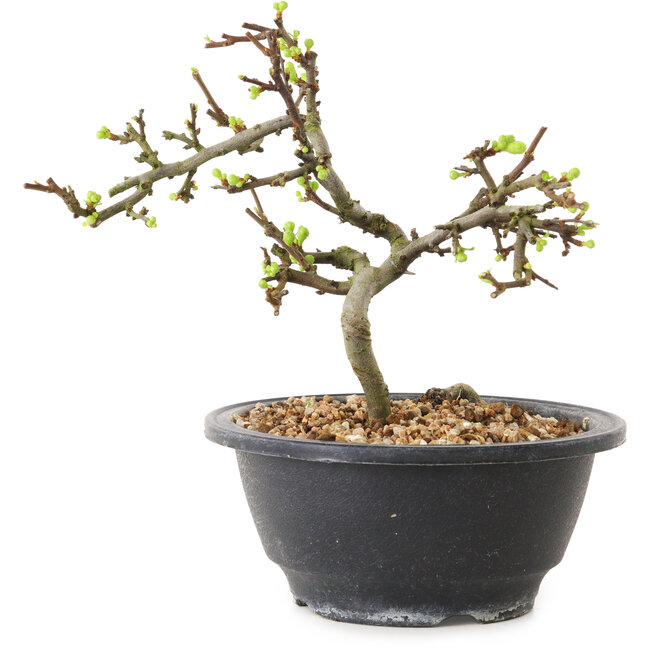 Chaenomeles speciosa mit weißen Blüten, 16 cm, ± 12 Jahre alt