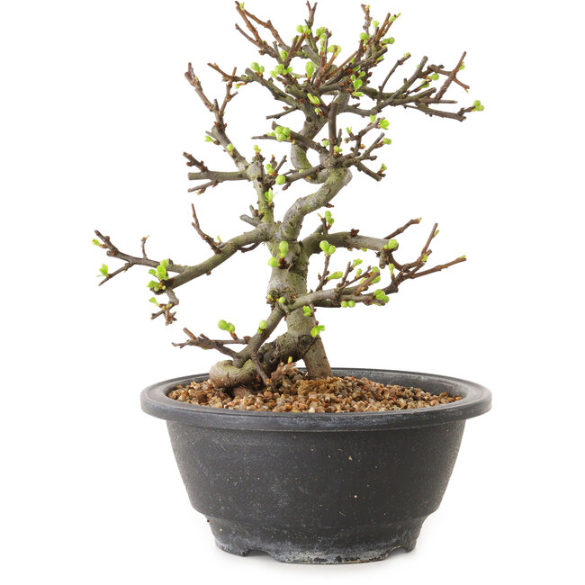 Chaenomeles speciosa à fleurs blanches, 16 cm, ± 12 ans