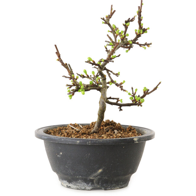 Chaenomeles speciosa with white flowers, 16 cm, ± 12 years old