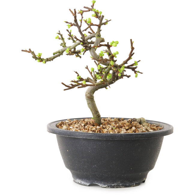 Chaenomeles speciosa con flores blancas, 16 cm, ± 12 años de edad.