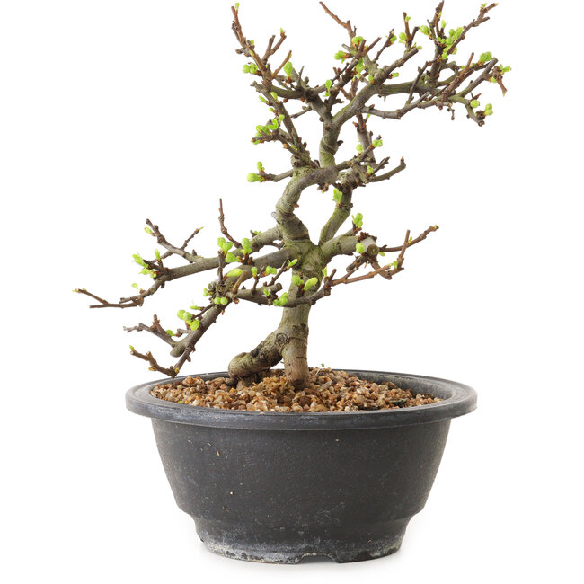 Chaenomeles speciosa con fiori bianchi, 16 cm, ± 12 anni di età
