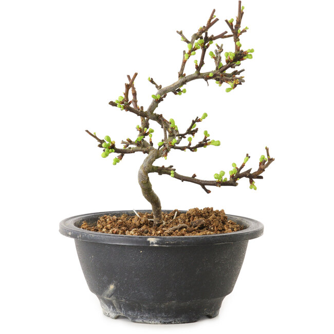 Chaenomeles speciosa à fleurs blanches, 16 cm, ± 12 ans