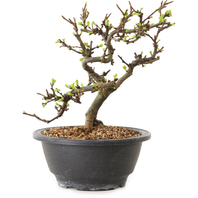 Chaenomeles speciosa con fiori bianchi, 16 cm, ± 12 anni di età
