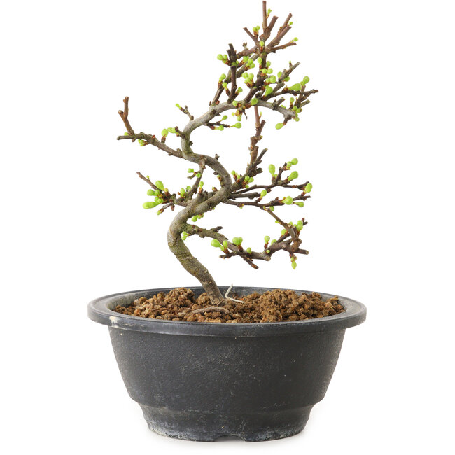 Chaenomeles speciosa met witte bloemen, 16 cm, ± 12 jaar oud
