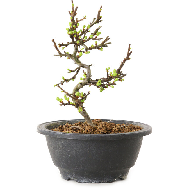 Chaenomeles speciosa mit weißen Blüten, 16 cm, ± 12 Jahre alt
