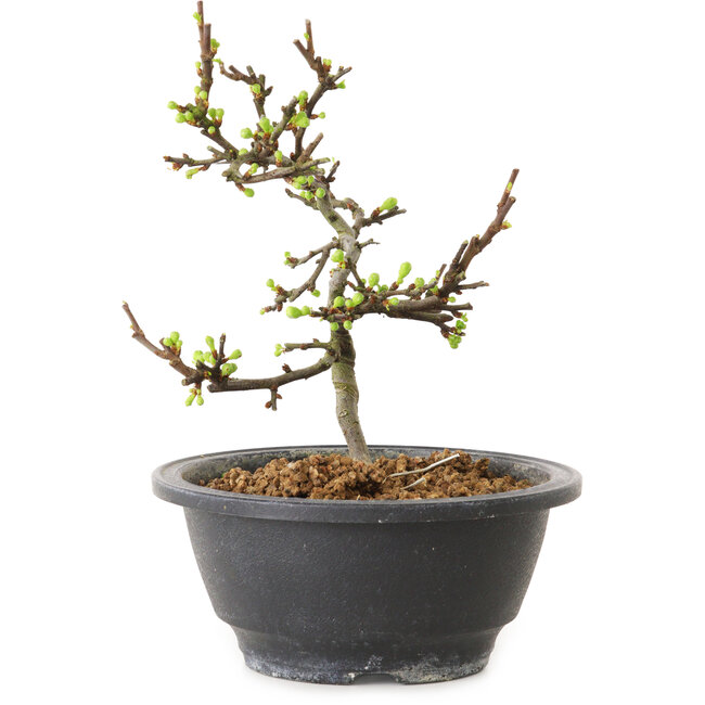 Chaenomeles speciosa with white flowers, 16 cm, ± 12 years old