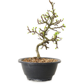 Chaenomeles speciosa con flores blancas, 16 cm, ± 12 años de edad.