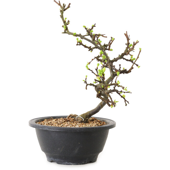Chaenomeles speciosa mit weißen Blüten, 16 cm, ± 12 Jahre alt