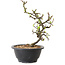 Chaenomeles speciosa met witte bloemen, 16 cm, ± 12 jaar oud