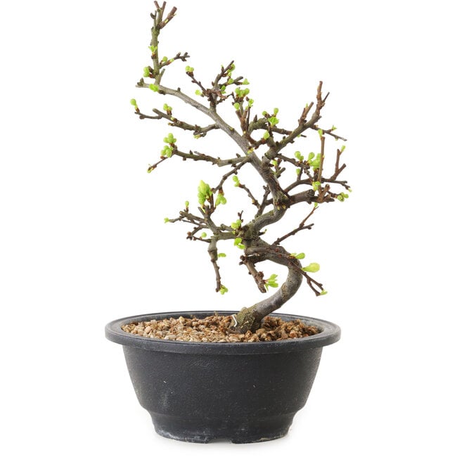 Chaenomeles speciosa con fiori bianchi, 16 cm, ± 12 anni di età