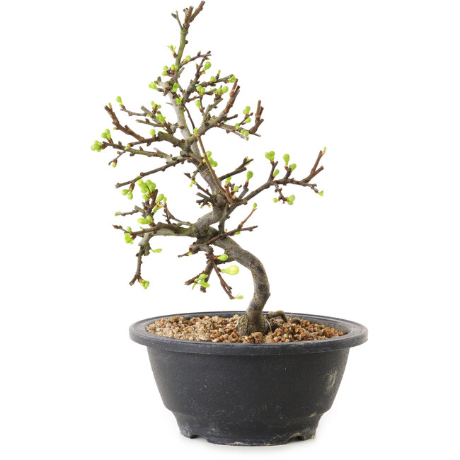 Chaenomeles speciosa à fleurs blanches, 16 cm, ± 12 ans