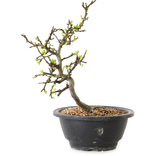 Chaenomeles speciosa met witte bloemen, 16 cm, ± 12 jaar oud
