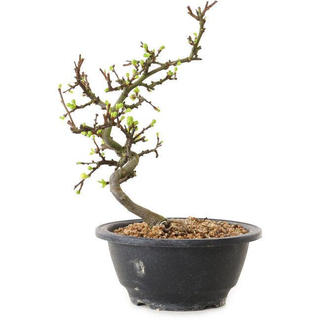 Chaenomeles speciosa mit weißen Blüten, 16 cm, ± 12 Jahre alt