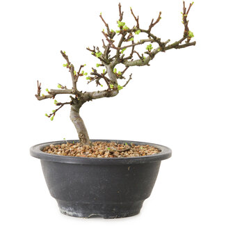 Chaenomeles speciosa con flores blancas, 16 cm, ± 12 años de edad.
