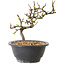 Chaenomeles speciosa con fiori bianchi, 16 cm, ± 12 anni di età