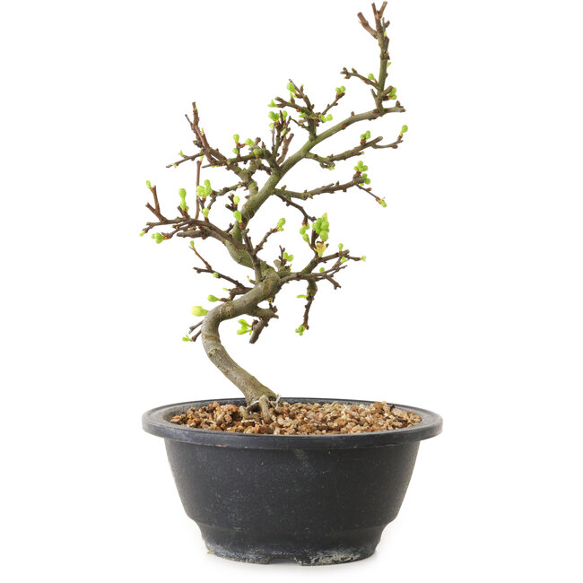 Chaenomeles speciosa with white flowers, 16 cm, ± 12 years old