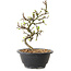Chaenomeles speciosa met witte bloemen, 16 cm, ± 12 jaar oud