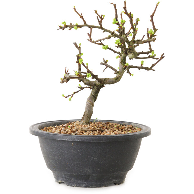 Chaenomeles speciosa con flores blancas, 16 cm, ± 12 años de edad.