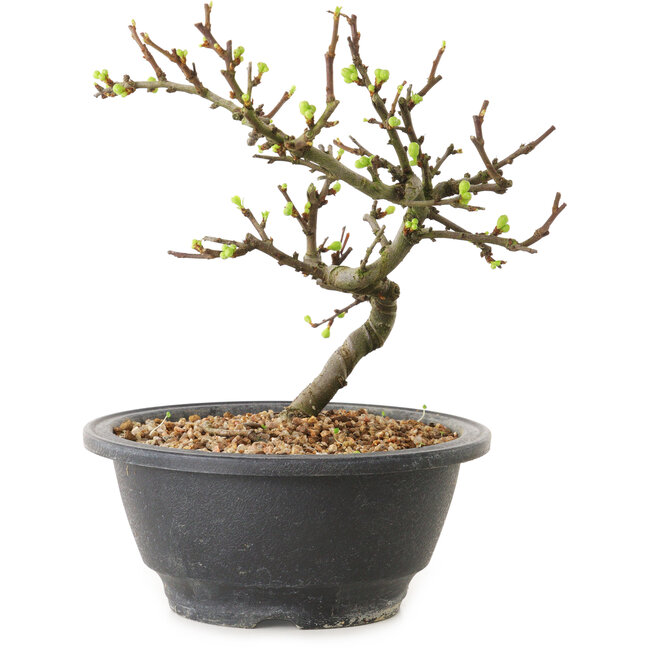 Chaenomeles speciosa à fleurs blanches, 16 cm, ± 12 ans