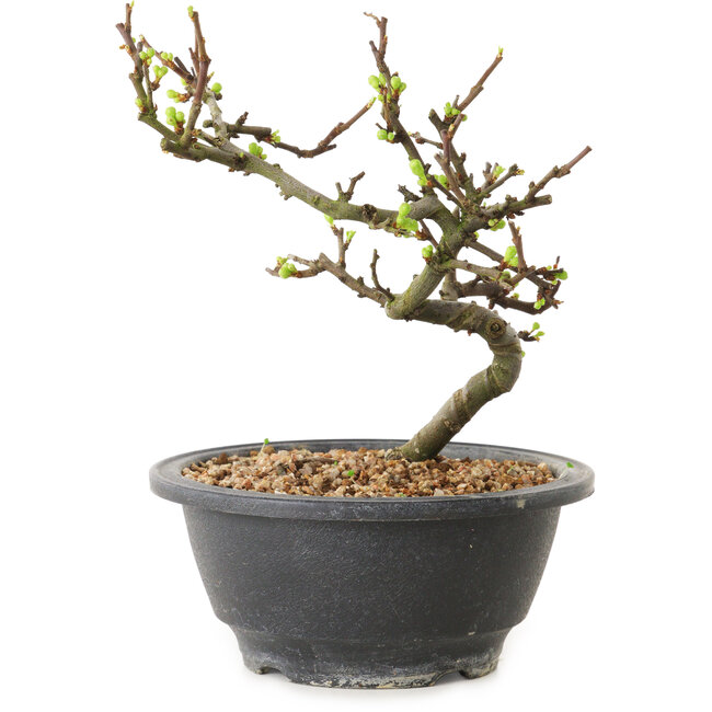 Chaenomeles speciosa à fleurs blanches, 16 cm, ± 12 ans