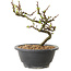 Chaenomeles speciosa mit weißen Blüten, 16 cm, ± 12 Jahre alt