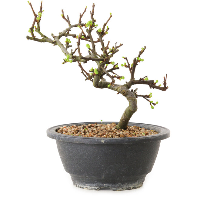 Chaenomeles speciosa à fleurs blanches, 16 cm, ± 12 ans