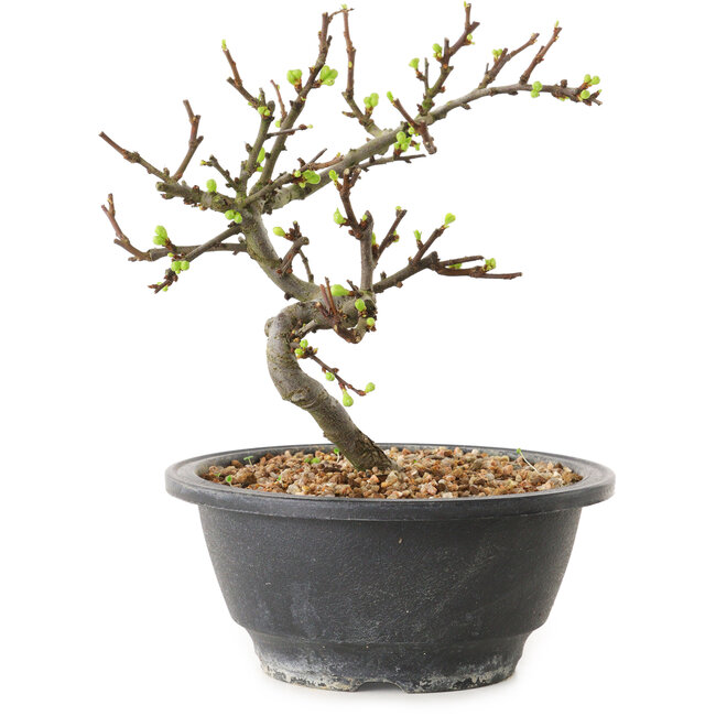 Chaenomeles speciosa con flores blancas, 16 cm, ± 12 años de edad.