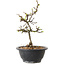 Chaenomeles speciosa mit weißen Blüten, 16 cm, ± 12 Jahre alt