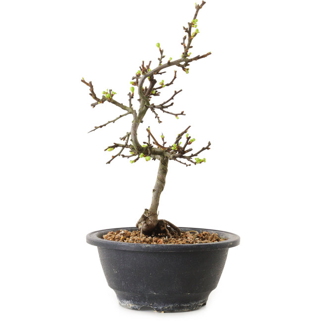 Chaenomeles speciosa met witte bloemen, 16 cm, ± 12 jaar oud