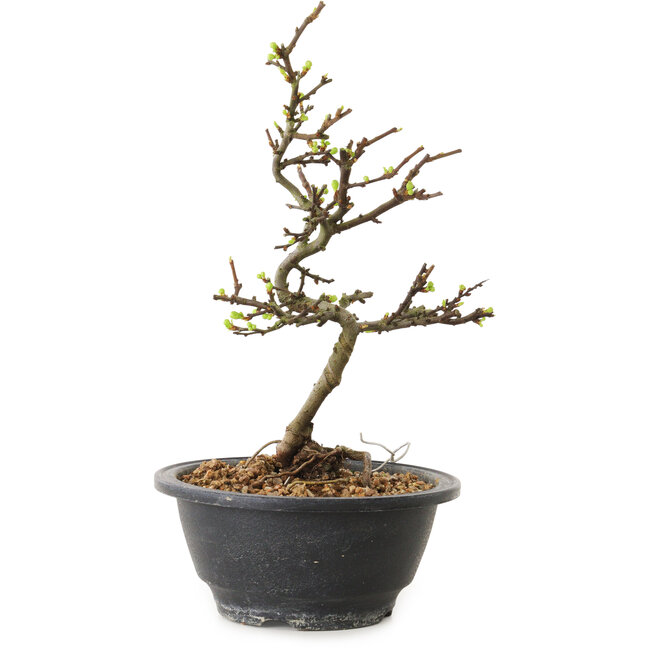 Chaenomeles speciosa mit weißen Blüten, 16 cm, ± 12 Jahre alt