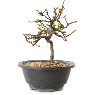 Chaenomeles speciosa con flores blancas, 16 cm, ± 12 años de edad.