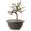 Chaenomeles speciosa con fiori bianchi, 16 cm, ± 12 anni di età