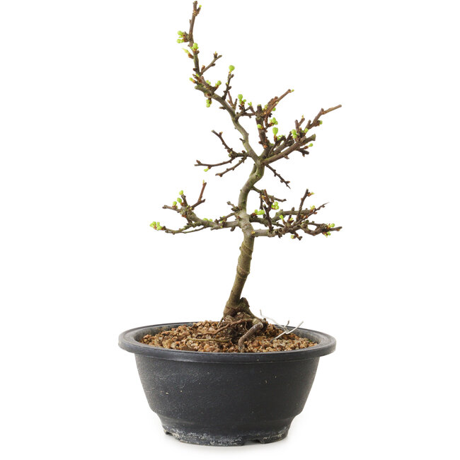 Chaenomeles speciosa with white flowers, 16 cm, ± 12 years old