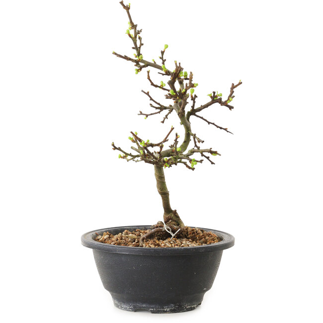 Chaenomeles speciosa with white flowers, 16 cm, ± 12 years old